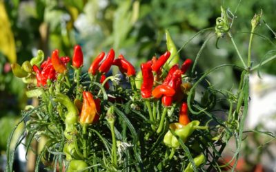 A Rieticuorepiccante presentiamo il “Pimento del Sahara” la più antica varietà