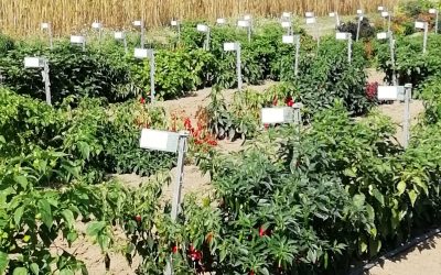 Grande successo per l’Open Day: oltre 300 persone al Campo Catalogo del Centro Jucci di Rieti, unico in Italia