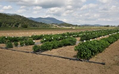 L’Open Day al Campo Catalogo rinviato a sabato 8 ottobre causa maltempo